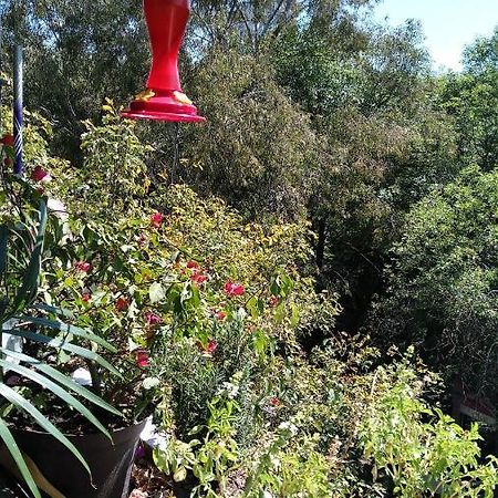 Charming Sunny Bedroom Overlooking Beautiful Amsterdam Avenue In Best Condesa Area 멕시코 시 외부 사진