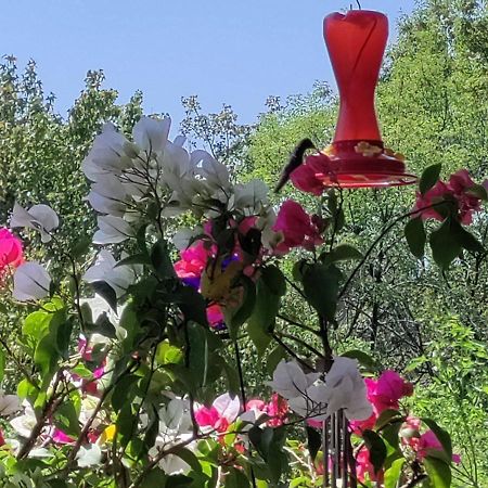 Charming Sunny Bedroom Overlooking Beautiful Amsterdam Avenue In Best Condesa Area 멕시코 시 외부 사진