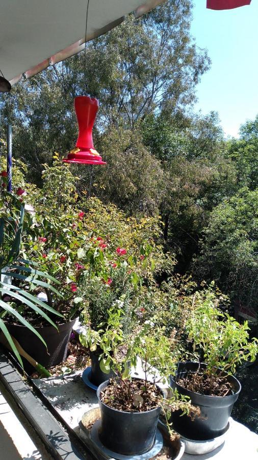 Charming Sunny Bedroom Overlooking Beautiful Amsterdam Avenue In Best Condesa Area 멕시코 시 외부 사진
